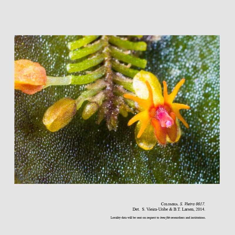 Lepanthes astraea
